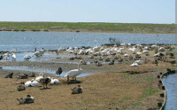 Abbotsbury Swannery
