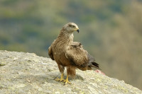 Observatorio Piornal