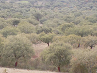 Alcornocal del Borbollón