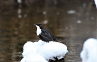 White-throated Dipper Virbupe River