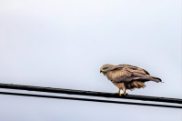 Llanos de Cáceres - Observatorio La Pulgosa