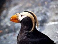 Kachemak Bay - Gull Island