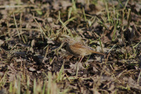 Cassiobury Park Nature Reserve