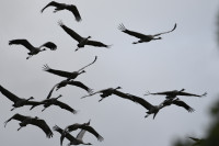 Rezerwat Przyrody Świdwie