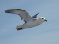 Drangsnes to Djupavik