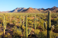 Saguaro National Park - Cactus Forest Trail