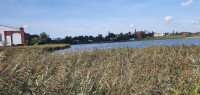 Miłosław Fishponds (East)