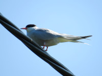 Whittle Dene Reservoirs