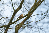 Fogelsangh State Veenkloosterbos
