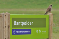 Bantpolder