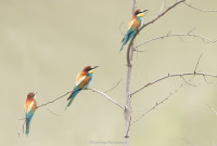 Parco Golenale del Gruccione