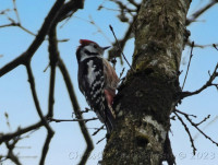 Luxembourg - Kockelscheuer