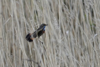 ‘t Roegwold - AE's Woudbloem