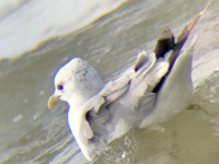 Oberland Dune on Helgoland