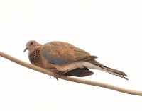 Bodrum Center & Bodrum Hill