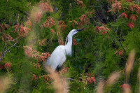 Parco Naturale Molentargius Saline