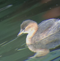 Volkspark Friedrichshain