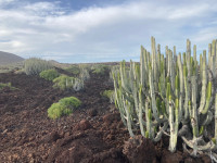 Malpaís de Güímar