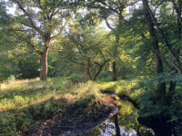 NP De Meinweg - Rode Beek