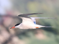 Drina River near Badovinci
