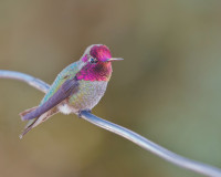 Jackson Frazier Wetland