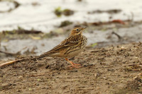 Zbiornik Jeziorsko - Viewpoint Brzeg