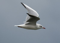 Zbiornik Jeziorsko - Dam