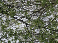 Schrebergärten Hainbachtal