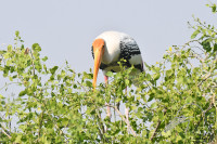 Keoladeo National Park
