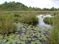 Marais Alcalin de Chicheboville-Bellengreville