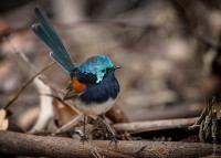 Ellen Cove Boardwalk
