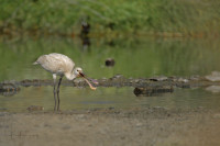 Al Qurm Beach and Lagoon