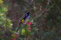 Imbil State Forest - Stirlings Crossing - Derrier Creek