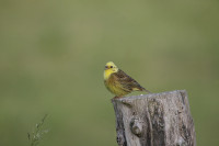 Hüttenheimer Tannenberg