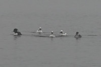 Hemmelsdorfer See Boardwalk