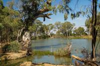 Gunbower State Forest