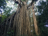 Curtain Fig Tree