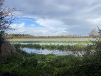 Rue de la Sente Maillard - Seasonal Wet Meadow