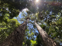 Crater Lakes National Park - Lake Barrine