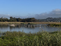 Paardevlei Wetland
