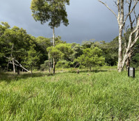 Mount Lewis National Park - Clearing