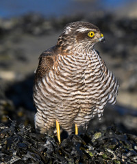 Verdronken Land van Saeftinghe