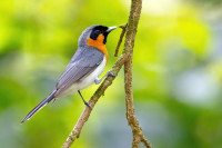 Cape Hillsborough - Diversity Boardwalk