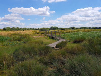 Staines Moor