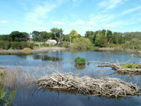 Coolart Wetlands