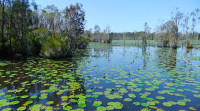 Cattai Wetlands