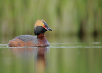 Skútustaðagígar Craters