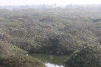 Vedanthangal Bird Sanctuary