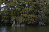 Stumpy Lake Natural Area