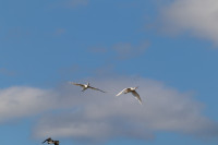 The Brick Pits Wetlands